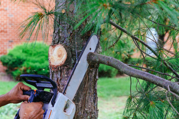 Best Fruit Tree Pruning  in Loveland Park, OH